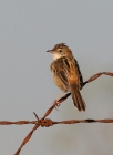 cisticola_1.JPG