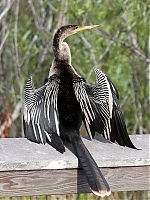 Anhinga_IMG_6950.JPG