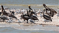 Brown_Pelican_Royal_Tern_IMG_7432.JPG