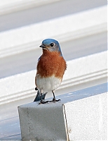 Eastern_Bluebird_IMG_7347.JPG