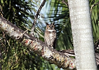 Great_Horned_Owl_IMG_6788.JPG