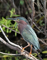 Green_Heron_IMG_6923.JPG