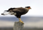 caracara_m.jpg