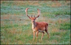 Fallow_deer.jpg