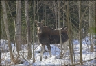 Moose04.JPG