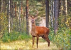 Red_deer.jpg