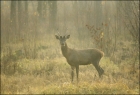 Red_deer04.jpg