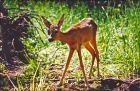 Roe_deer02.jpg