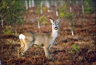 Roe_deer03.jpg