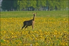 Roe_deer04.jpg