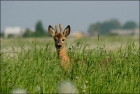 Roe_deer05.jpg