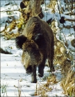 Wild_boar04.jpg