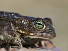 IMG_5183_bufo_calamita.jpg