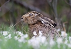 _MG_3689Lepus.jpg