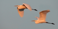 Filename=1236.jpg
Filesize=158KiB
Dimensions=1400x702
Date added=Jan 10, 2011 1236.jpg