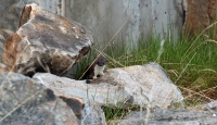 Filename=1276.jpg
Filesize=366KiB
Dimensions=1100x634
Date added=Jan 09, 2011 1276.jpg