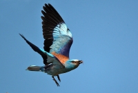Filename=1306.jpg
Filesize=244KiB
Dimensions=900x609
Date added=Jan 10, 2011 1306.jpg