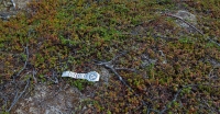 Filename=1385.jpg
Filesize=771KiB
Dimensions=1300x677
Date added=Jan 09, 2011 1385.jpg