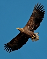 Filename=37.jpg
Filesize=172KiB
Dimensions=717x900
Date added=Jan 10, 2011 37.jpg
