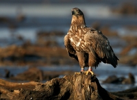 Filename=400.jpg
Filesize=252KiB
Dimensions=900x657
Date added=Jan 10, 2011 400.jpg