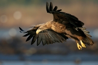 Filename=405.jpg
Filesize=203KiB
Dimensions=900x604
Date added=Jan 10, 2011 405.jpg