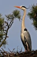 Filename=428.jpg
Filesize=275KiB
Dimensions=602x900
Date added=Jan 10, 2011 428.jpg