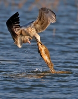 Filename=430.jpg
Filesize=279KiB
Dimensions=707x900
Date added=Jan 10, 2011 430.jpg