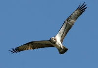 Filename=444.jpg
Filesize=101KiB
Dimensions=900x625
Date added=Jan 10, 2011 444.jpg