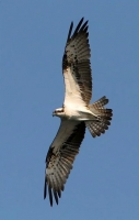Filename=446.jpg
Filesize=29KiB
Dimensions=405x634
Date added=Jan 10, 2011 446.jpg