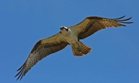 Filename=456.jpg
Filesize=47KiB
Dimensions=800x480
Date added=Jan 10, 2011 456.jpg