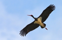 Filename=520.jpg
Filesize=77KiB
Dimensions=800x523
Date added=Jan 10, 2011 520.jpg