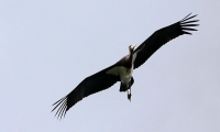 Filename=521.jpg
Filesize=88KiB
Dimensions=800x483
Date added=Jan 10, 2011 521.jpg