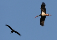 Filename=522.jpg
Filesize=52KiB
Dimensions=800x567
Date added=Jan 10, 2011 522.jpg