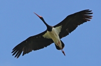 Filename=524.jpg
Filesize=79KiB
Dimensions=800x524
Date added=Jan 10, 2011 524.jpg