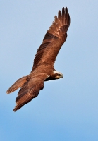 Filename=550.jpg
Filesize=116KiB
Dimensions=544x780
Date added=Jan 10, 2011 550.jpg