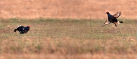 Filename=570.jpg
Filesize=216KiB
Dimensions=1200x526
Date added=Jan 10, 2011 570.jpg