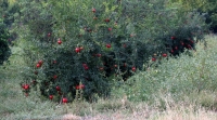 Filename=847.jpg
Filesize=519KiB
Dimensions=1100x611
Date added=Jan 10, 2011 847.jpg