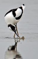 Filename=917.jpg
Filesize=137KiB
Dimensions=576x900
Date added=Jan 10, 2011 917.jpg