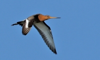 Filename=973.jpg
Filesize=60KiB
Dimensions=683x410
Date added=Jan 10, 2011 973.jpg