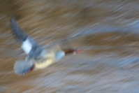 Filename=DAN_0429_copy.JPG
Filesize=226KiB
Dimensions=896x597
Date added=Mar 15, 2011 DAN_0429_copy.JPG