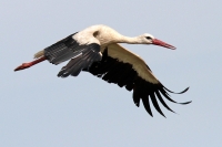 IMG_6266.jpg