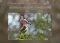 Filename=Page_13.jpg
Filesize=170KiB
Dimensions=960x678
Date added=Sep 09, 2011 Page_13.jpg