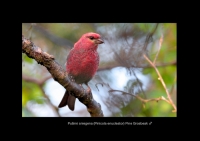 Filename=Page_35.jpg
Filesize=119KiB
Dimensions=960x678
Date added=Sep 09, 2011 Page_35.jpg
