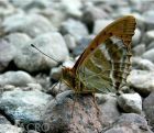 Didysis_perlinukas_(Argynnis_paphia).jpg