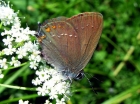 Azuolinis_uodeguotis_2008-07-06.jpg