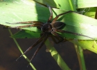 Dolomedes_plantarius1.jpg