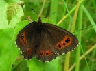 Erebija_2008-07-13.jpg