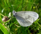 Ropinis_baltukas_2008-06-29.jpg