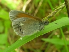 Satyriukas_2008-06-23.jpg