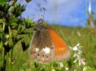 satyriukas_2008-06-29.jpg